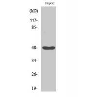 IKKγ Polyclonal Antibody