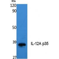 IL-12A p35 Polyclonal Antibody