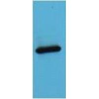 AmCyan Polyclonal Antibody