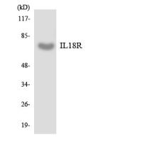 IL-18R Polyclonal Antibody