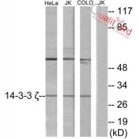 14-3-3 ζ Polyclonal Antibody