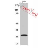 14-3-3 ζ Polyclonal Antibody