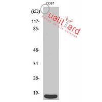 4E-BP1 Polyclonal Antibody