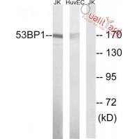 53BP1 Polyclonal Antibody