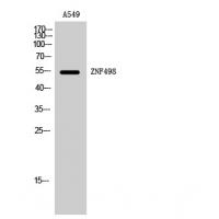 ZNF498 Polyclonal Antibody