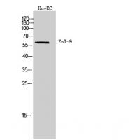 ZnT-9 Polyclonal Antibody