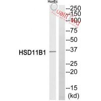 11β-HSD1 Polyclonal Antibody