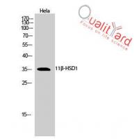 11β-HSD1 Polyclonal Antibody