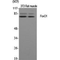 FoxO1 Polyclonal Antibody