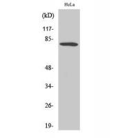 FoxO1 Polyclonal Antibody