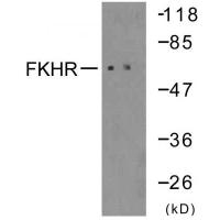 FoxO1 Polyclonal Antibody