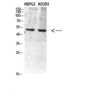 Vimentin Polyclonal Antibody