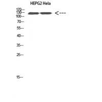 Ret Polyclonal Antibody