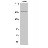 Ret Polyclonal Antibody