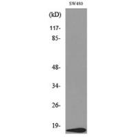 VEGF-A Polyclonal Antibody