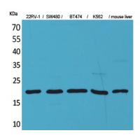 VEGF-A Polyclonal Antibody