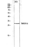 VEGI Polyclonal Antibody