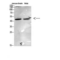 VEGI Polyclonal Antibody