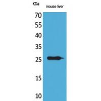 TNF-α Polyclonal Antibody