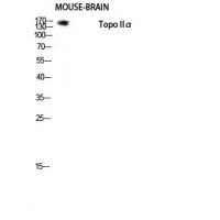 Topo IIα Polyclonal Antibody