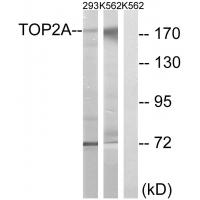 Topo IIα Polyclonal Antibody