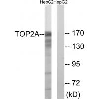 Topo IIα Polyclonal Antibody