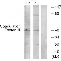 TF Polyclonal Antibody