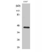 TF Polyclonal Antibody