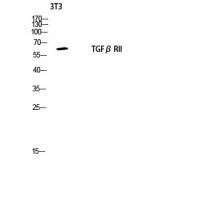 TGFβ RII Polyclonal Antibody