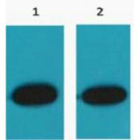 RFP-Tag Polyclonal Antibody