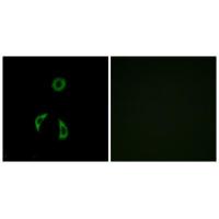 Frizzled-3 Polyclonal Antibody