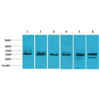 TBP Polyclonal Antibody