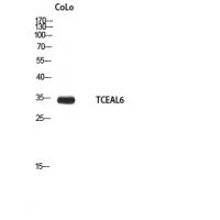 TCEAL6 Polyclonal Antibody