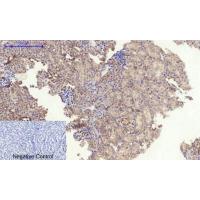 Tau Polyclonal Antibody