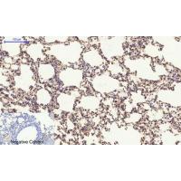 Tau Polyclonal Antibody