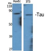 Tau Polyclonal Antibody