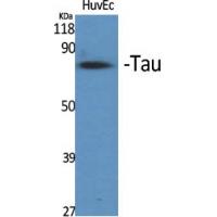 Tau Polyclonal Antibody