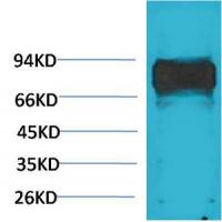 Raf-1 Polyclonal Antibody