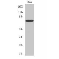 Raf-1 Polyclonal Antibody