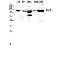 Raf-B Polyclonal Antibody