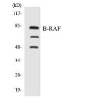 Raf-B Polyclonal Antibody