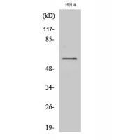 Raf-B Polyclonal Antibody