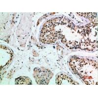 Frizzled-9 Polyclonal Antibody