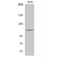 Rb Polyclonal Antibody