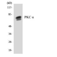 PKC α Polyclonal Antibody