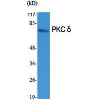 PKC δ Polyclonal Antibody