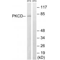 PKC δ Polyclonal Antibody