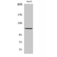 PKD1 Polyclonal Antibody