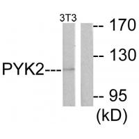 PYK2 Polyclonal Antibody