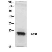 RGS1 Polyclonal Antibody